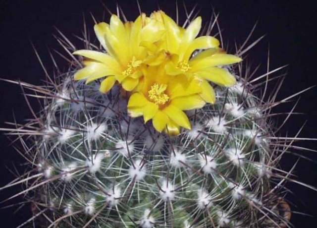 Thelocactus_conothelos